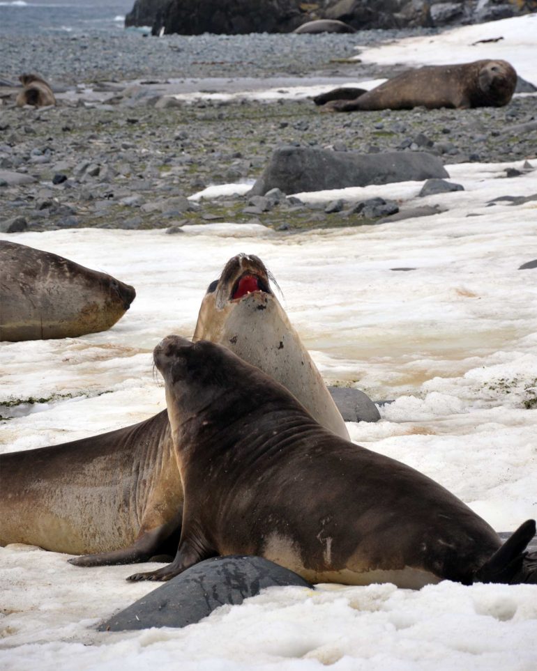Elephant seals fight in Antarctica