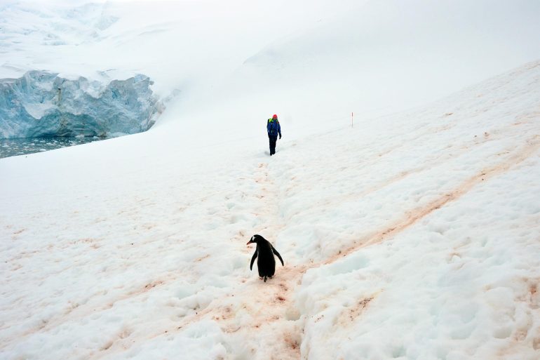 A sole penguin walks on a human-made trail in Antarctica