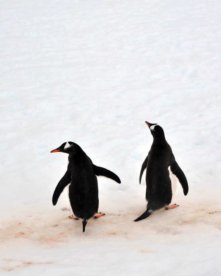A pair of penguins in Antarctica