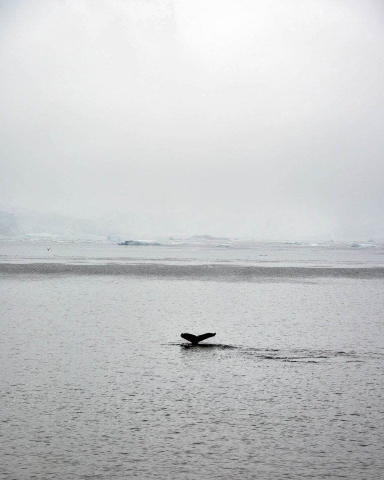 A minke whale breaches the waters of Antarctica