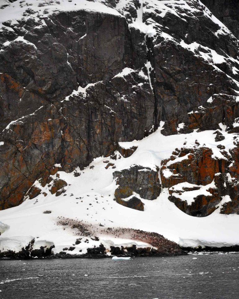 A colony of penguins on Cuverville Island, Antarctica