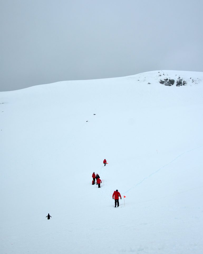 Travellers ascend a snowed in hill in Antarctica, followed by a penguin