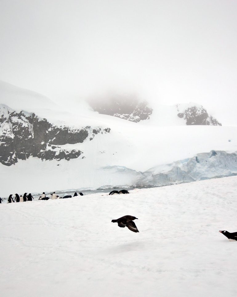 A brown skua sweeps over the snowy landscape of Antarctica