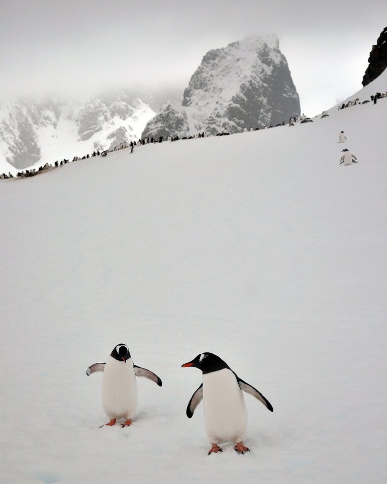 A pair of penguins on Petermann Island, Antarctica