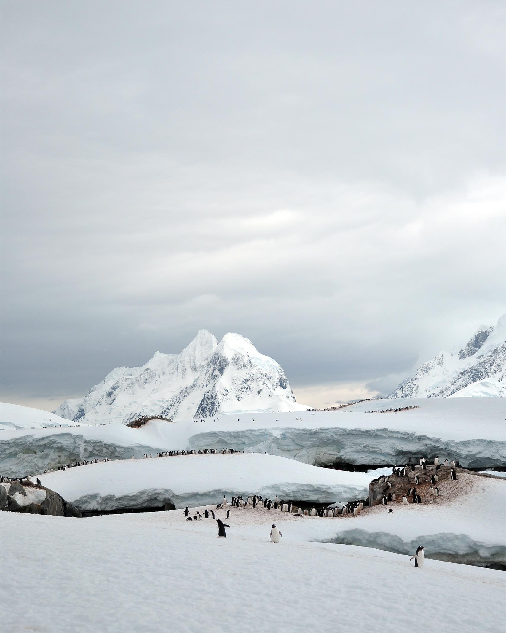 A penguin colony in Antartica