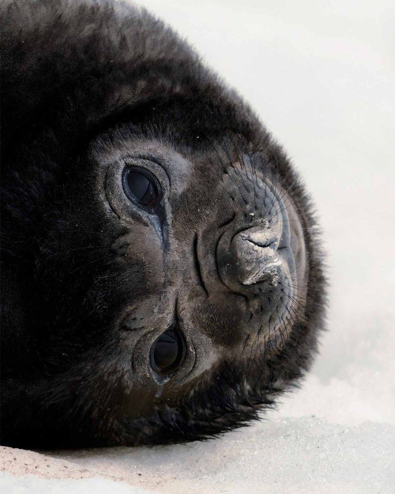 Close-up of a seal in Antartica