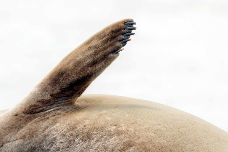 Close-up of the paw of a seal in Antarctica