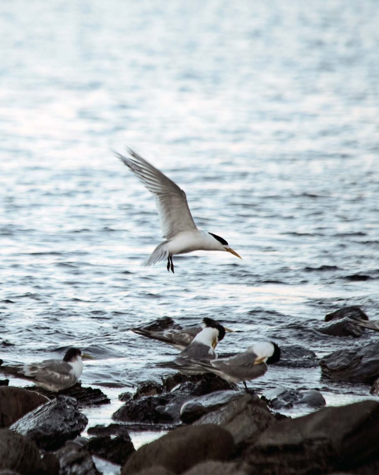 A bird landing near the water in Myponga Beach, Australia