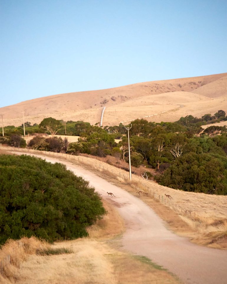 Kangaroos cross a road near Myponga Beach, Australia