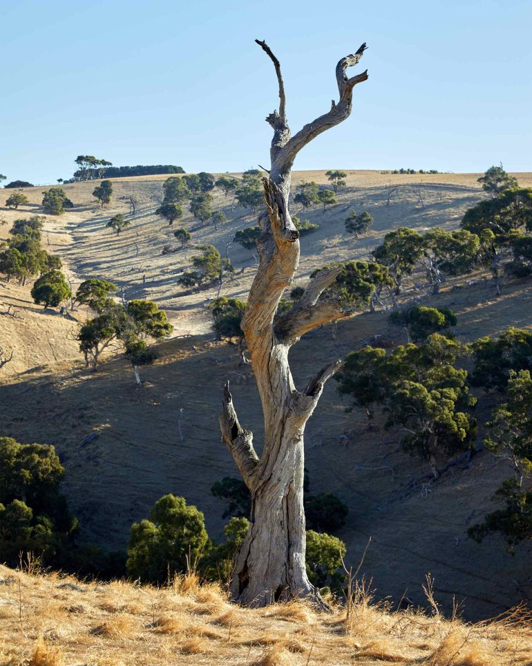 A sole tree in the countryside near Myponga Beach, Australia