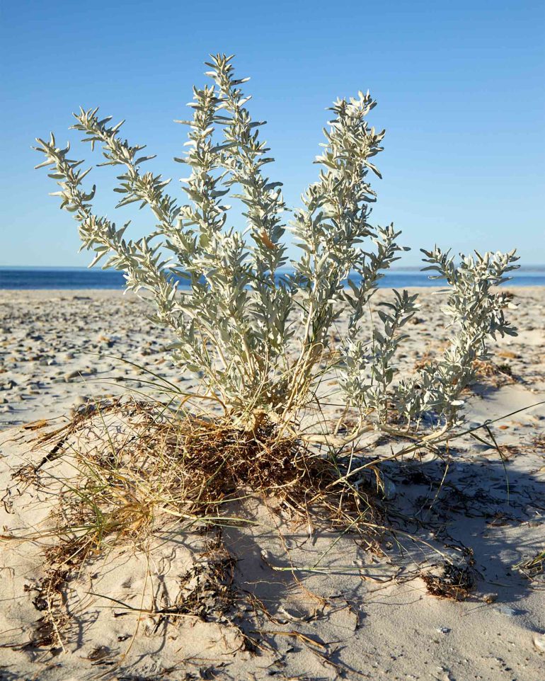 A photogenic, seaside plant in Myponga Beach, Australia