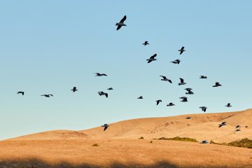 Birds in the sky over Myponga Beach, Australia