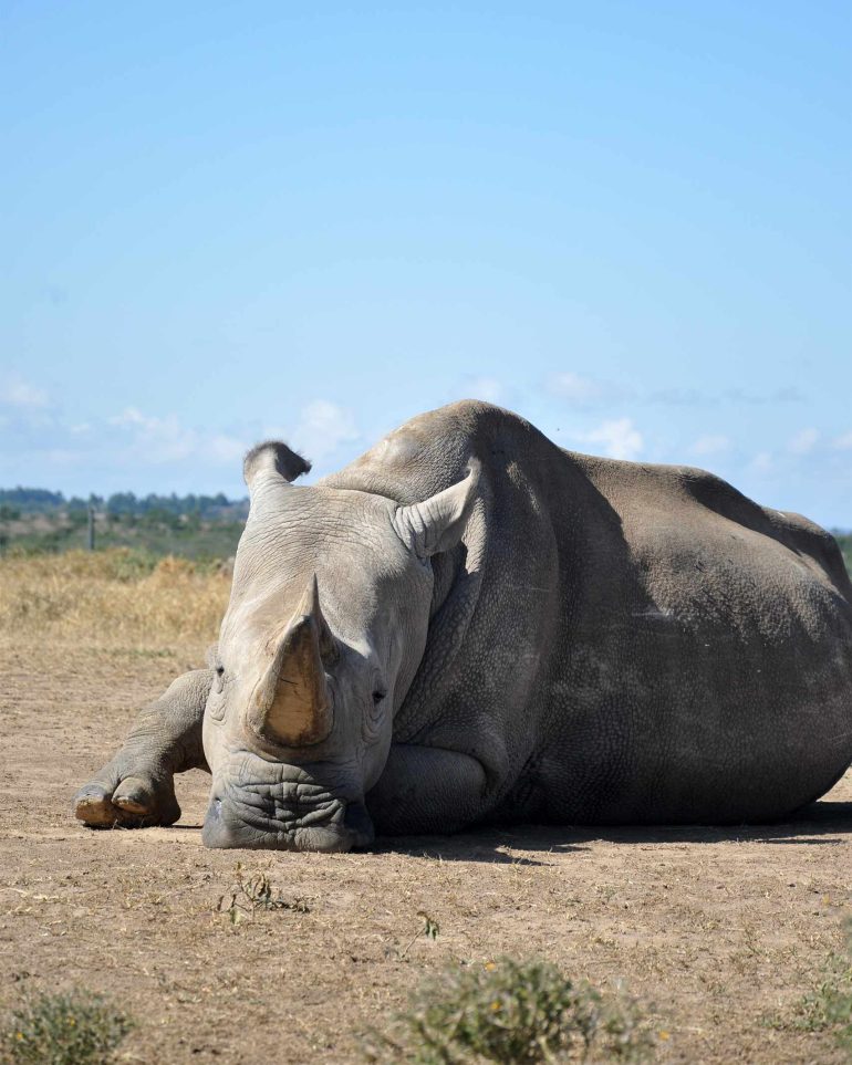 One of the last two Northern white rhinos on Earth, Ol Pejeta Conservancy, Kenya