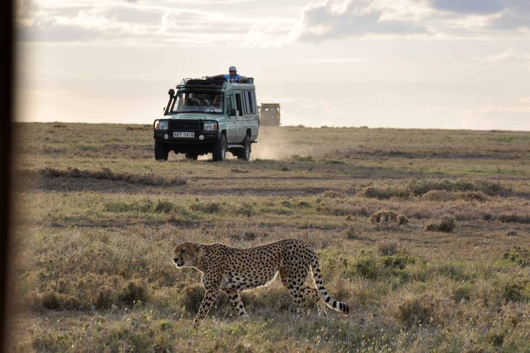 A cheetah in the Ol Pejeta Conservancy, Kenya