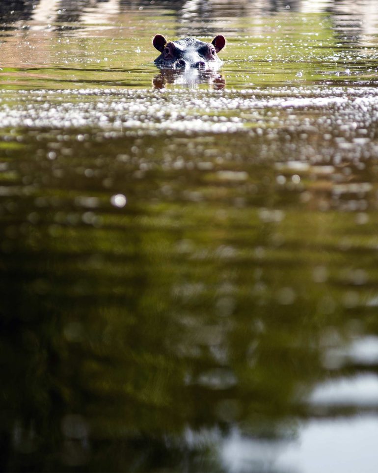 A hippo swims in the Mara River, Masai Mara, Kenya