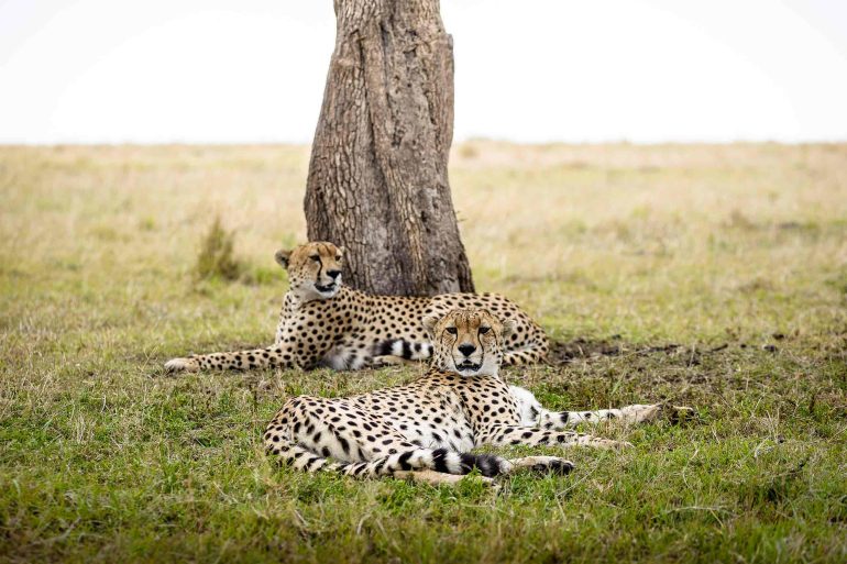 Big cats are among the most elusive of wildlife in the Masai Mara, Kenya