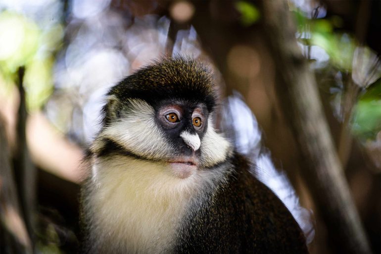 A Red Tailed Monkey sits in a tree in the Masai Mara, Kenya