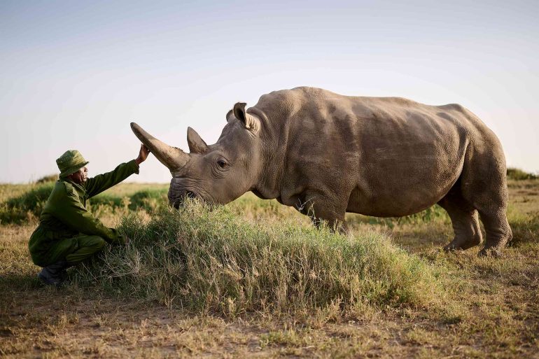 A ranger kneels in front of one of the last two Northern white rhinos in the world, Ol Pejeta Conservancy, Kenya