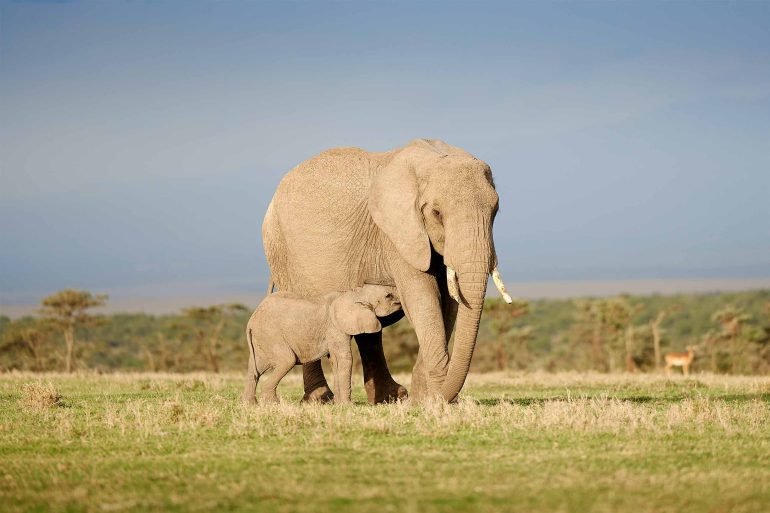 An elephant and her calf walk along the grassy plains of the Ol Pejeta Conservancy, Kenya