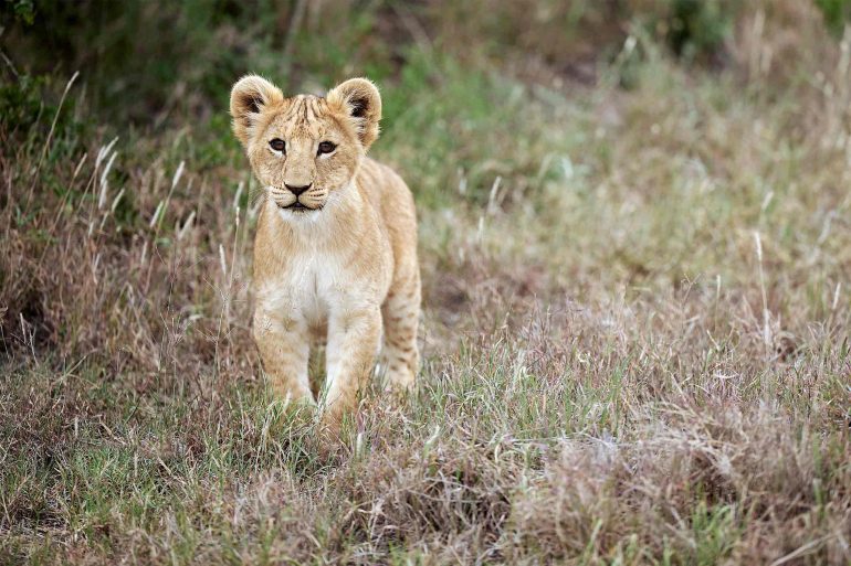 A lion cub in the Ol Pejeta Conservancy, Kenya
