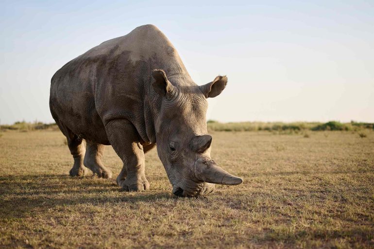 A rhino eats grass in the Ol Pejeta Conservancy, Kenya