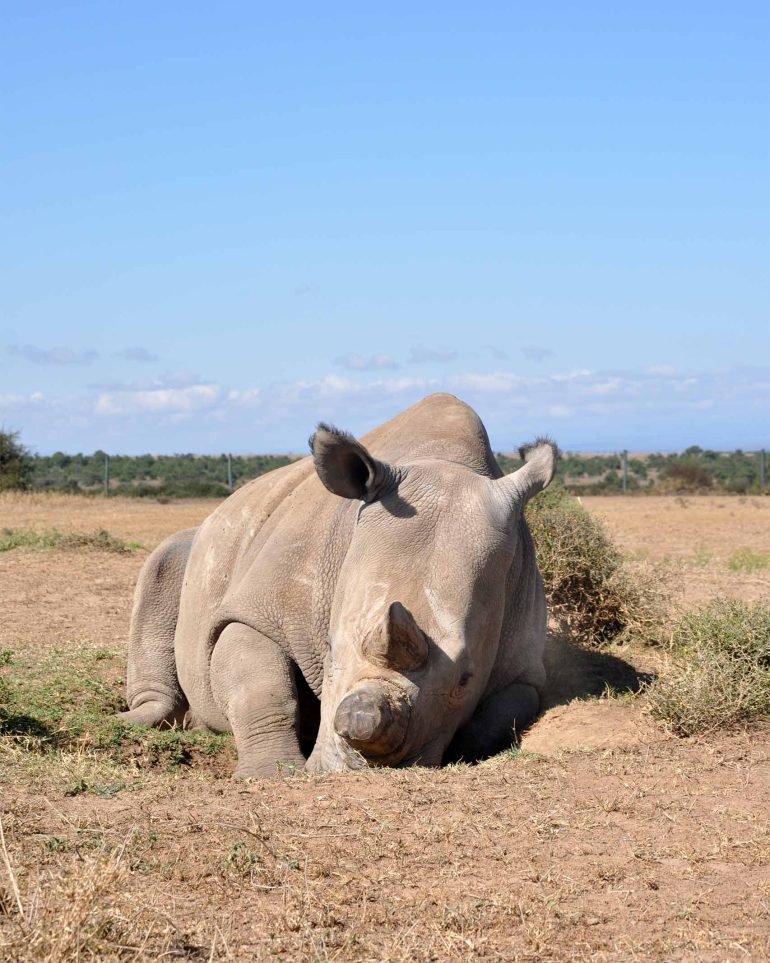 One of the last two Northern white rhinos in the world lies down for a nap in the Ol Pejeta Conservancy, Kenya