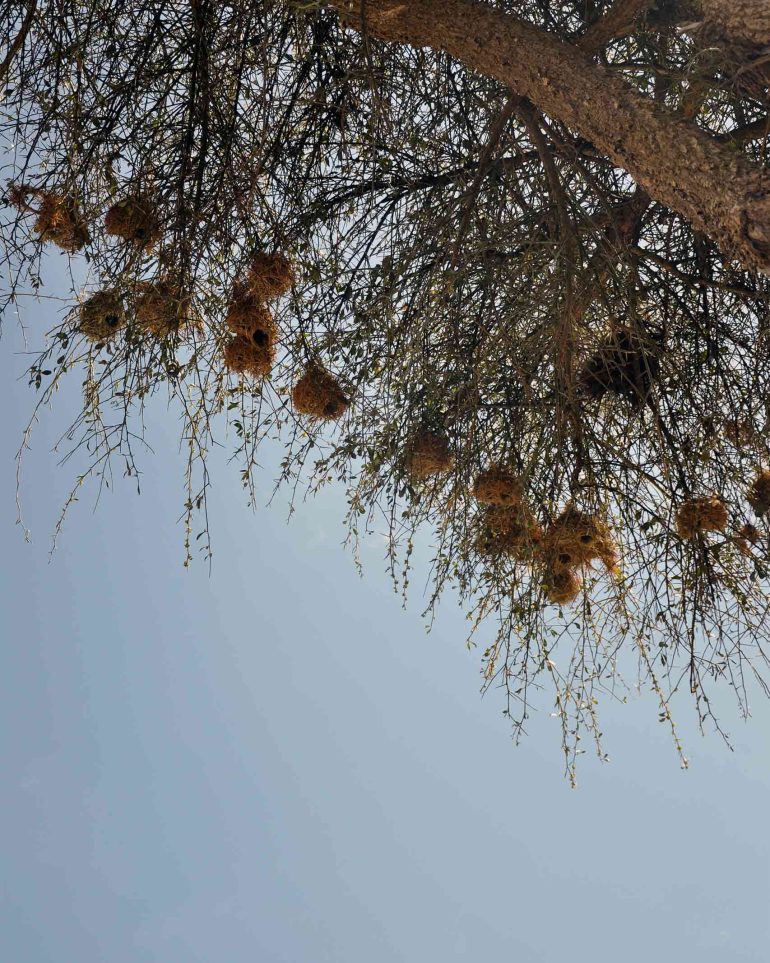 A cluster of nests hangs up high in a tree in the Ol Pejeta Conservancy, Kenya