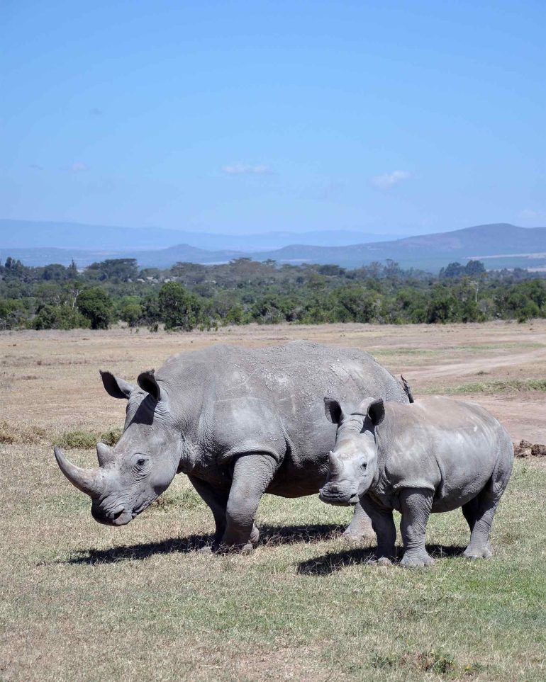 Two black rhinos walk along the grassy plains of the Ol Pejeta Conservancy, Kenya