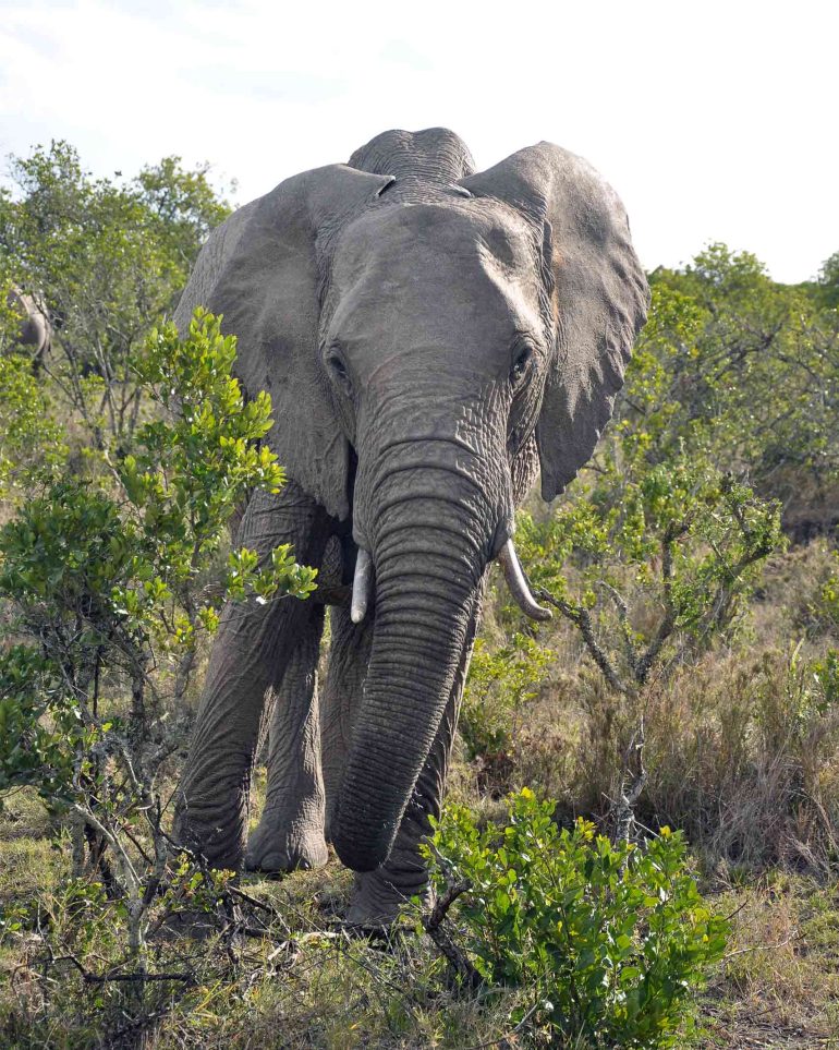 An elephant walks through the shrubs of the Ol Pejeta Conservancy, Kenya