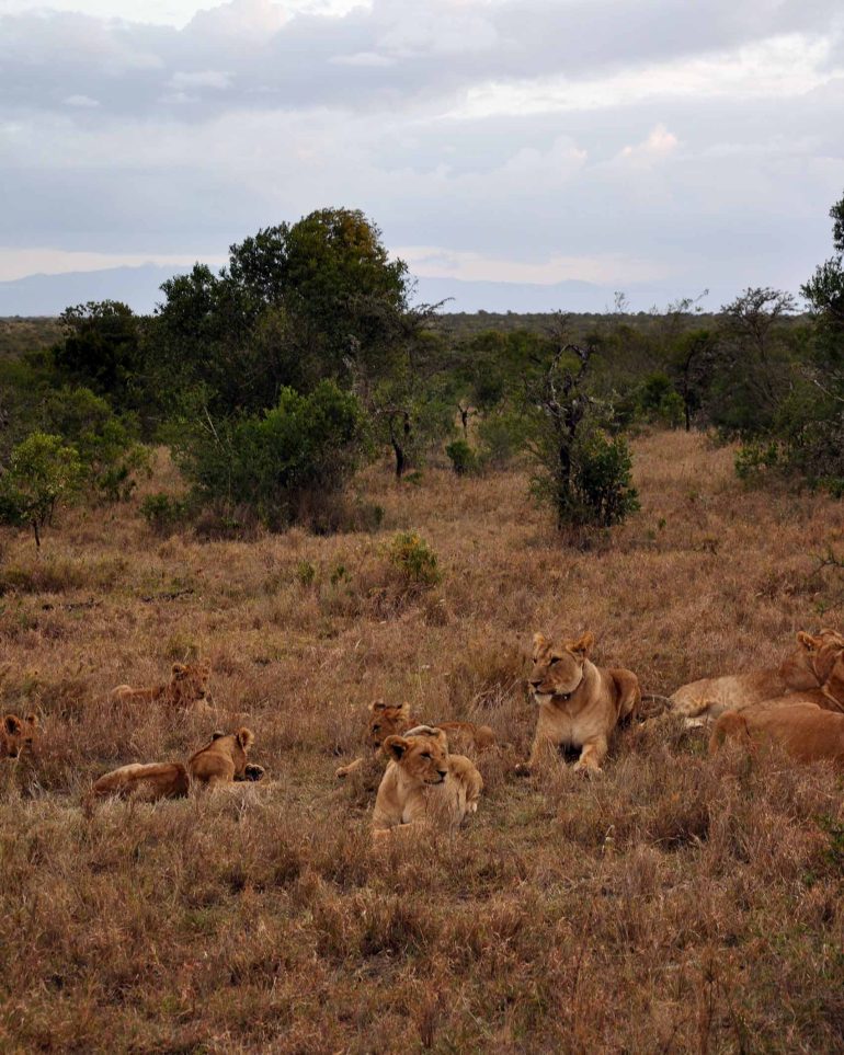 A pride of lions lie in the grass of the Ol Pejeta Conservancy, Kenya