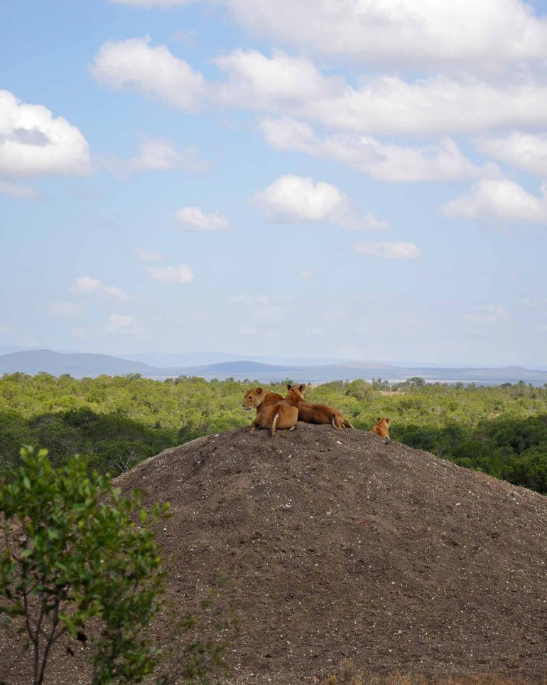 Two lionesses and a lion cub sit on an elevation overlooking the Ol Pejeta Conservancy, Kenya