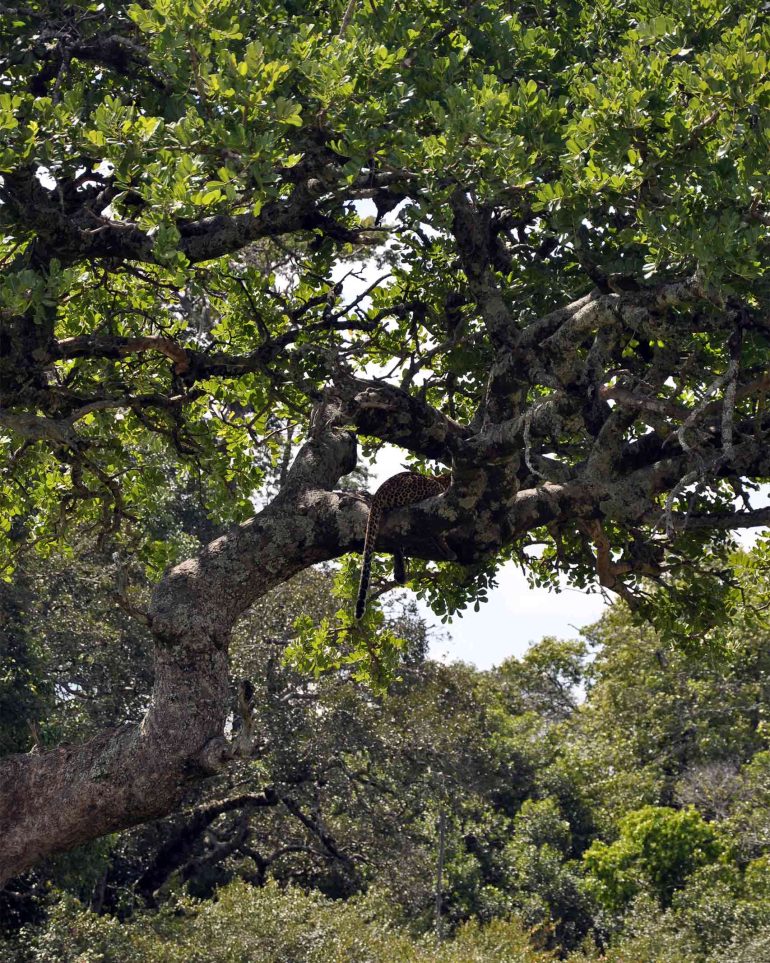 A leopard sits high up in a tree in the Masai Mara, Kenya