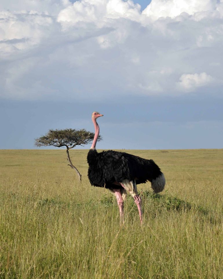 An ostrich walks through the tall grass of the Masai Mara, Kenya