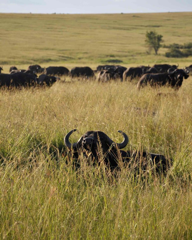 Wildebeest in the tall grass of the Masai Mara, Kenya