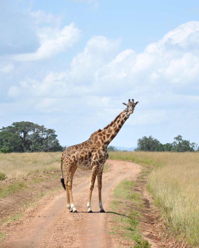A giraffe crosses a pathway in the Masai Mara, Kenya