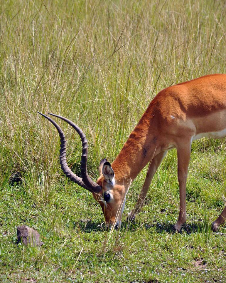 An antelope eats grass in the Masai Mara, Kenya
