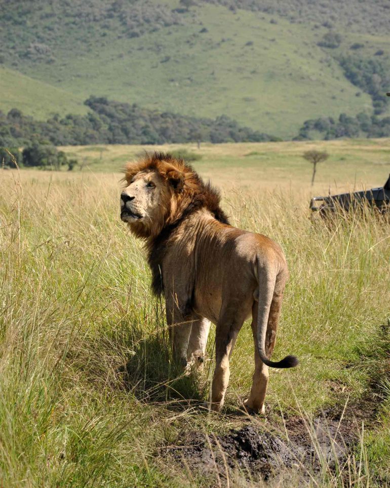 A lion looks over his shoulder in the Masai Mara, Kenya