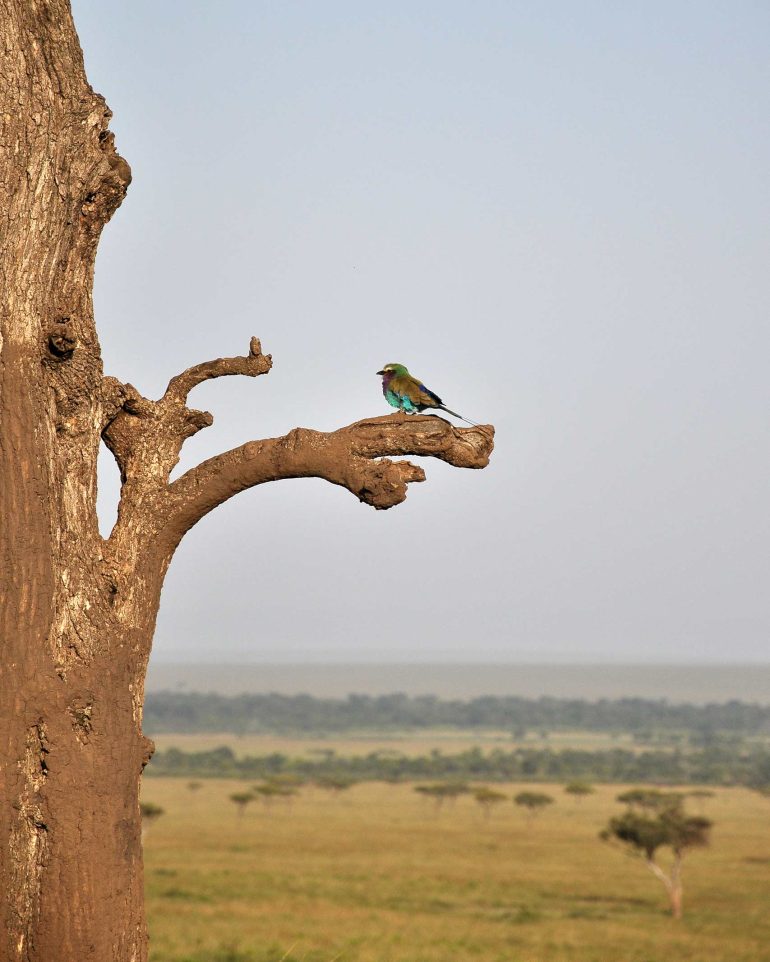A lilac-breasted roller in the Masai Mara, Kenya