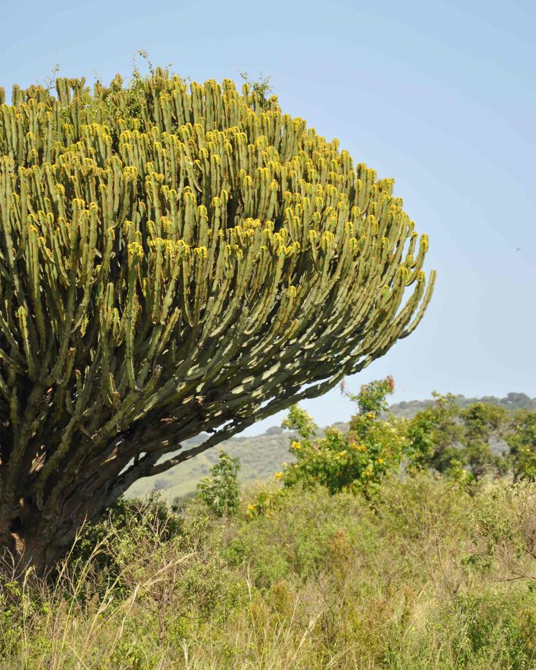 A tree in the Masai Mara, Kenya