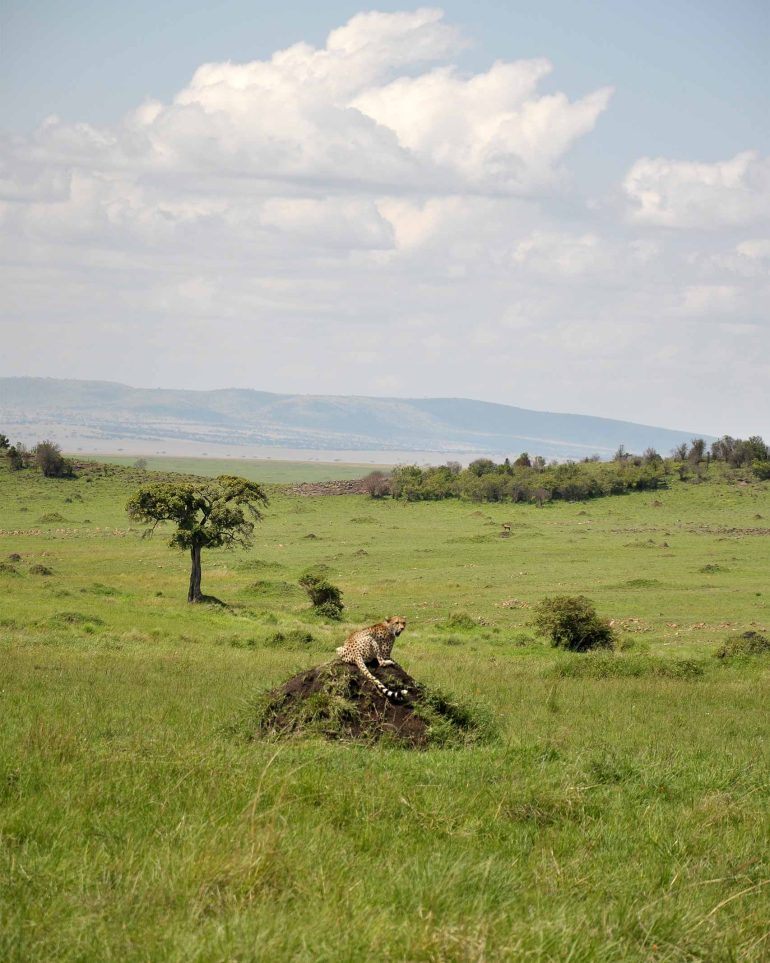 A leopard sits on a termite hill in the Masai Mara, Kenya