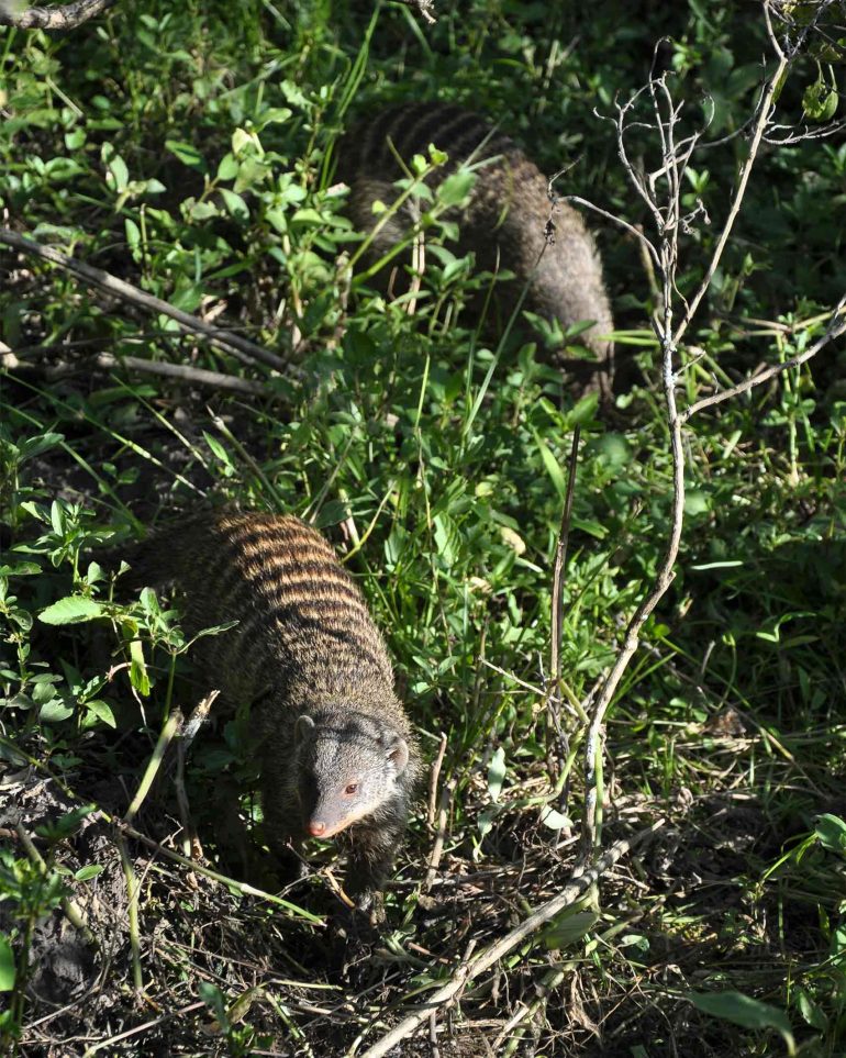 Mongooses walk through grass in the Masai Mara, Kenya