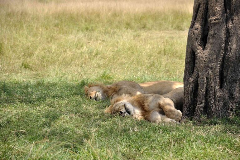 Two lions sleep in the shade of a tree in the Masai Mara, Kenya