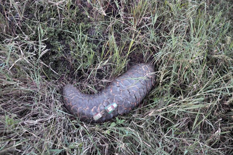 Pregnant pangolins will often lie still in the high grass when approached, Masai Mara National Reserve, Kenya