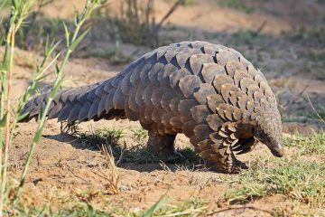 Pangolins roam freely in the Masai Mara National Reserve, Kenya