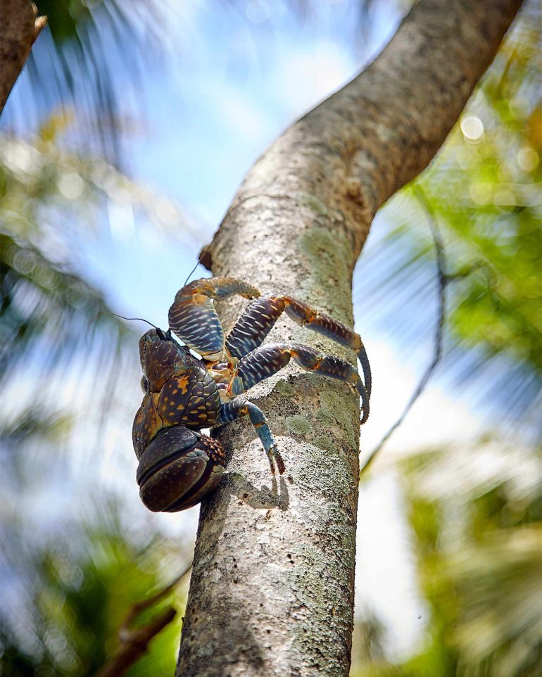 A crab scaling a palm tree in The Islands of Tahiti, French Polynesia