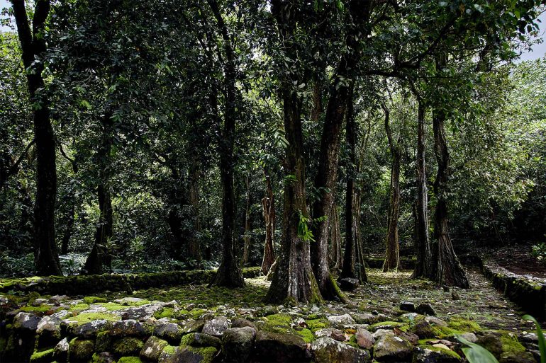 A tropical jungle in The Islands of Tahiti, French Polynesia
