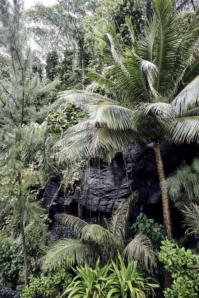 A palm tree grows in a rainforest in The Islands of Tahiti, French Polynesia