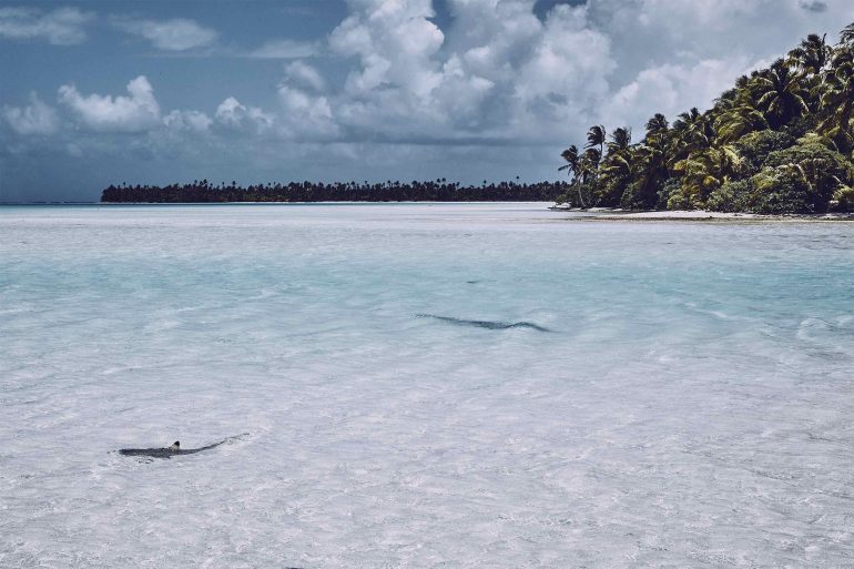 A shark in the shallow waters of The Islands of Tahiti, French Polynesia