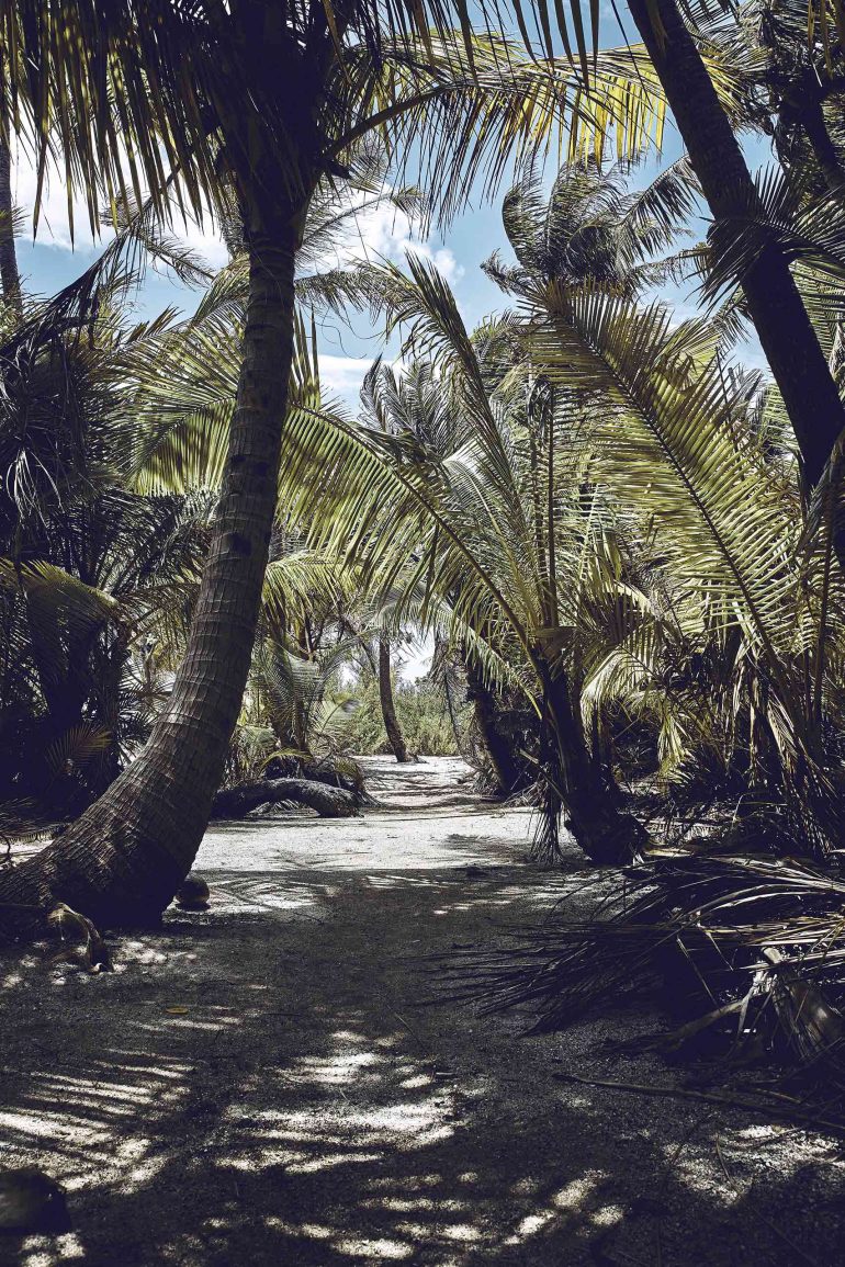 A pathway surrounded by palm trees in The Islands of Tahiti, French Polynesia