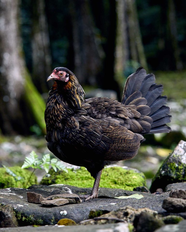 A chicken in the forests of The Islands of Tahiti, French Polynesia